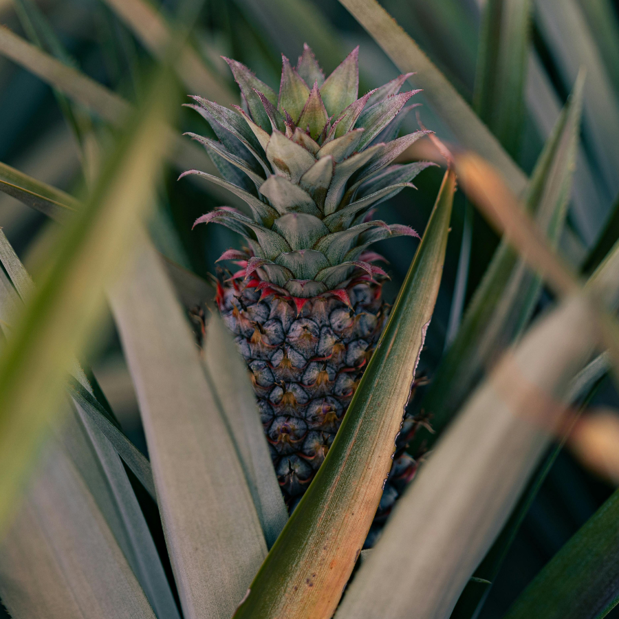 Pineapple + Sage