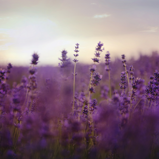 Cedar Musk + Lavender