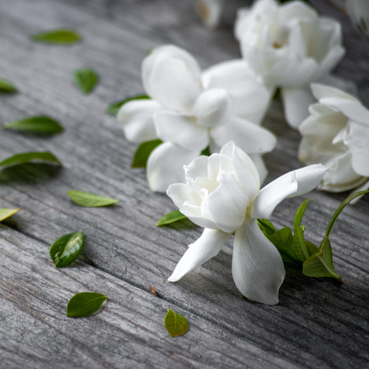 Gardenia + Tuberose